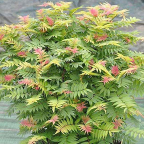 Sorbaire Pink Hopi® - Sorbaria sorbifolia pink hopi ® - Plantes