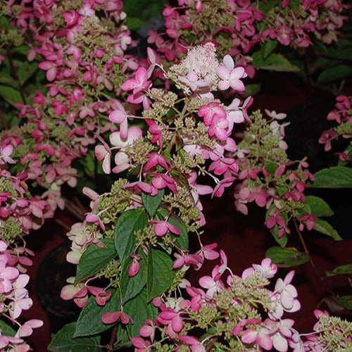 Hortensia paniculé Ruby Angels Blush - Hydrangea paniculata ruby angels blush - Arbustes