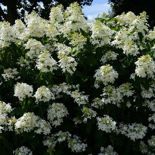Hortensia paniculé Great Star® Le Vasterival - Hydrangea paniculata great star® 'le vasterival' - Plantes
