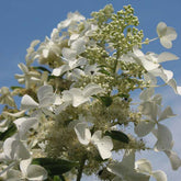 Hortensia paniculé Levana - Hydrangea paniculata levana - Plantes