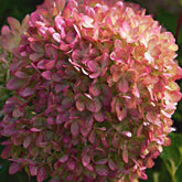 Hortensia paniculé Romantic Ace® Renvagor - Hydrangea paniculata romantic ace ® 'renvagor' - Plantes