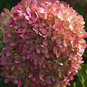 Hortensia paniculé Romantic Ace® Renvagor - Hydrangea paniculata romantic ace ® 'renvagor' - Willemse