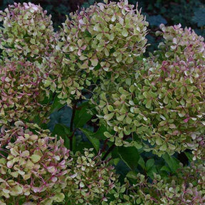 Hydrangea paniculata romantic ace ® 'renvagor'