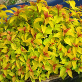 Spirée du Japon Merlo® Gold - Willemse