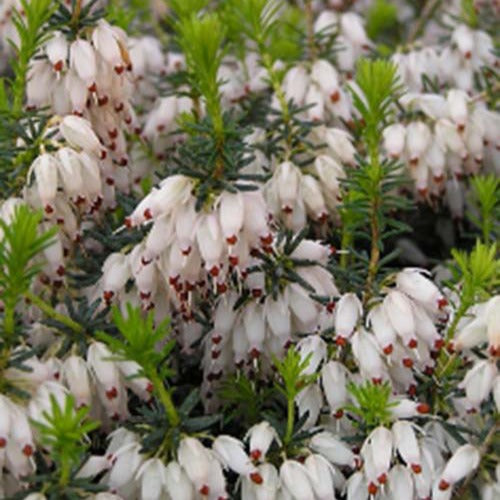Bruyère d'hiver  Snowbelle - Erica carnea snowbelle - Plantes