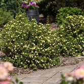 Potentille arbustive Lemon Meringue - Willemse