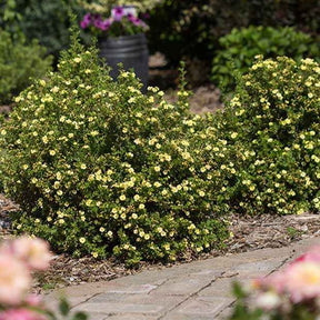 Potentille arbustive Lemon Meringue - Willemse