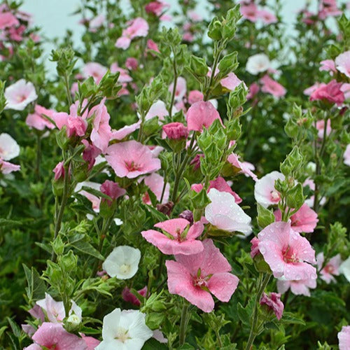 Lavatère Song Bird - Willemse