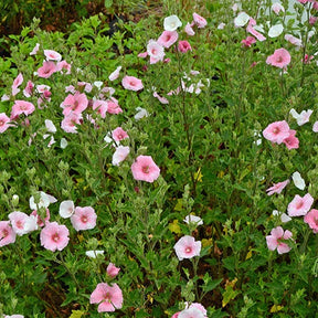 Lavatère Song Bird - Lavatera song bird - Willemse
