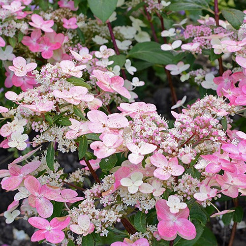 Hortensia paniculé Prim'Red® Couhaprim - Hydrangea paniculata prim'red ® 'couhaprim' - Plantes