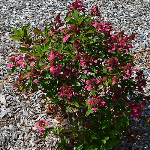 Hortensia paniculé Prim'Red® Couhaprim - Hydrangea paniculata prim'red ® 'couhaprim' - Arbustes