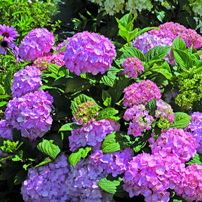 Hortensia So Long® Rosy - Willemse