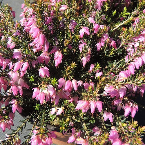 Bruyère d'hiver  Springwood Pink - Erica carnea springwood pink - Plantes