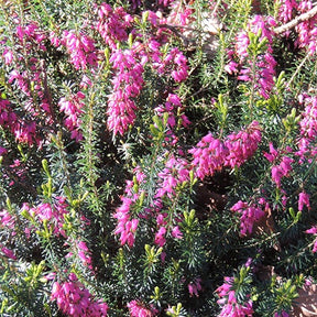 Bruyère d'hiver  Springwood Pink - Erica carnea springwood pink - Plantes vivaces