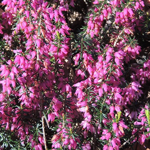 Bruyère d'hiver  Springwood Pink - Erica carnea springwood pink - Bruyères