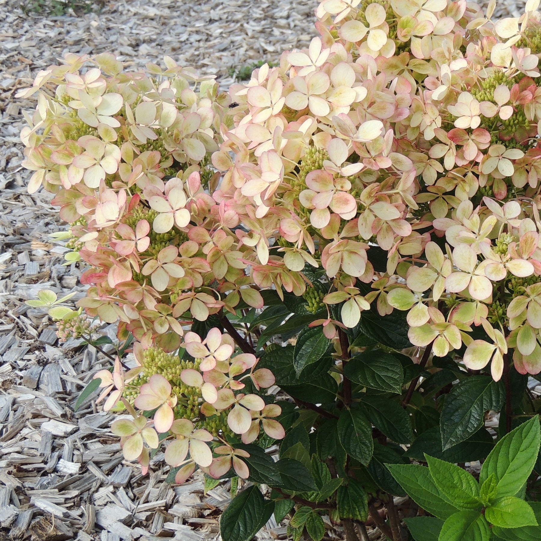Hortensia paniculé PASTELGREEN® Renxolor - Hydrangea paniculata pastelgreen® 'renxolor' - Arbustes