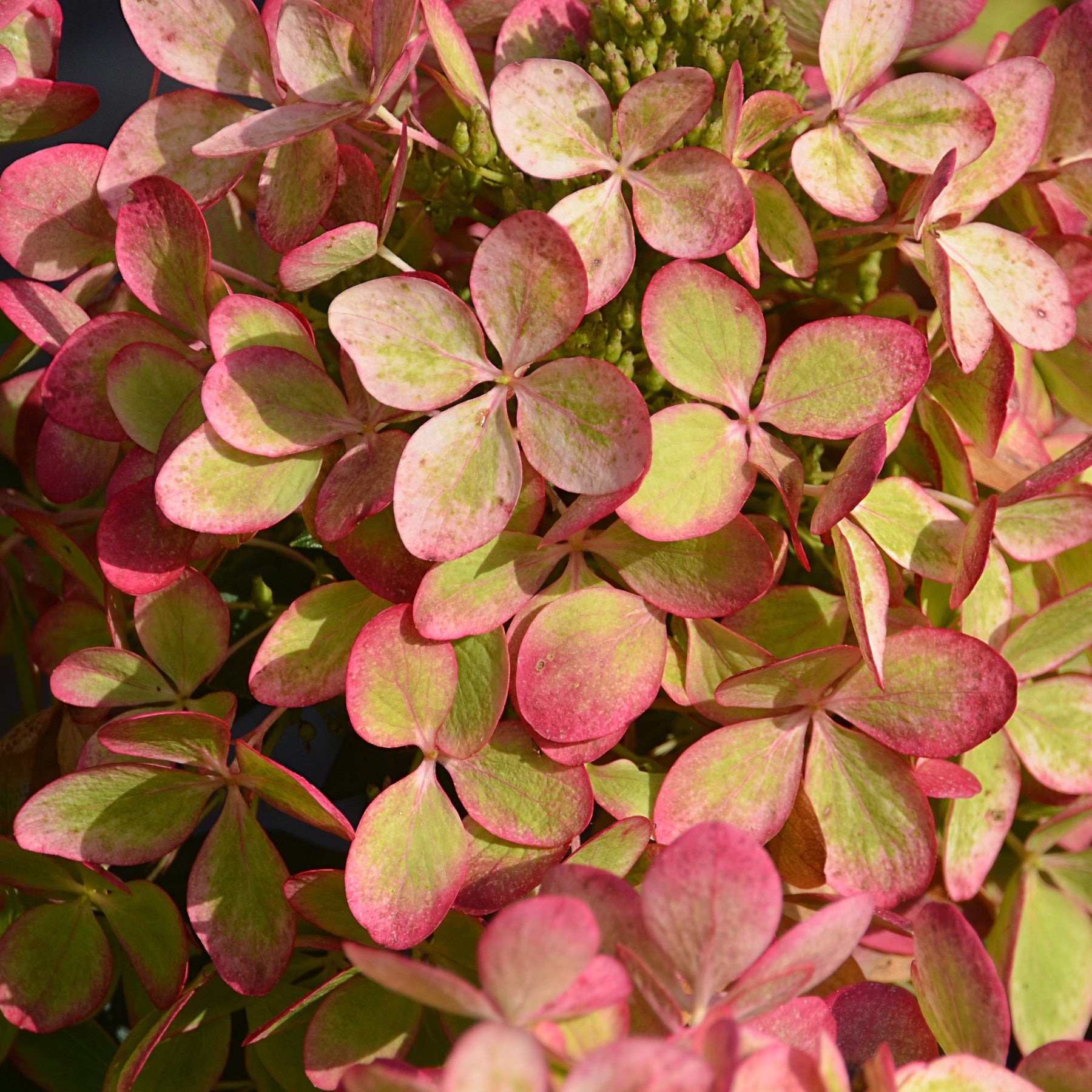 Hortensia paniculé PASTELGREEN® Renxolor - Hydrangea paniculata pastelgreen® 'renxolor' - Hortensias