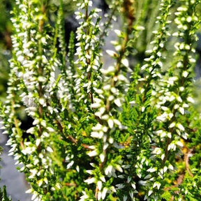 Bruyère d'été Long White - Calluna vulgaris long white - Plantes