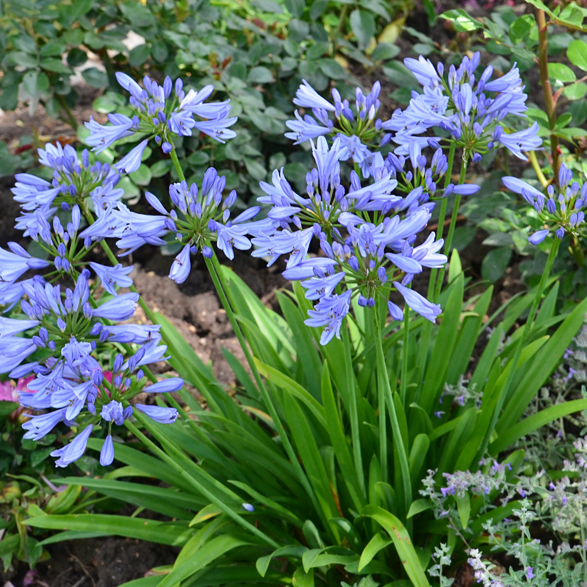 Agapanthe PITCHOUNE® Bleu - Agapanthus x pitchoune ® bleu 'scrarey09' - Plantes