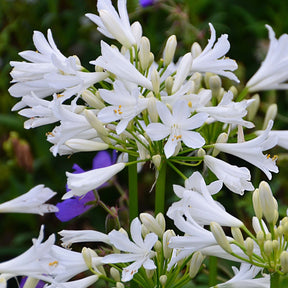 Agapanthe PITCHOUNE® White - Agapanthus x pitchoune ® blanc 'tur161' - Plantes vivaces