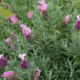 Lavande papillon MAGICAL® POSY PINK - Lavandula stoechas magical® posy pink 'kolmapopi' - Plantes