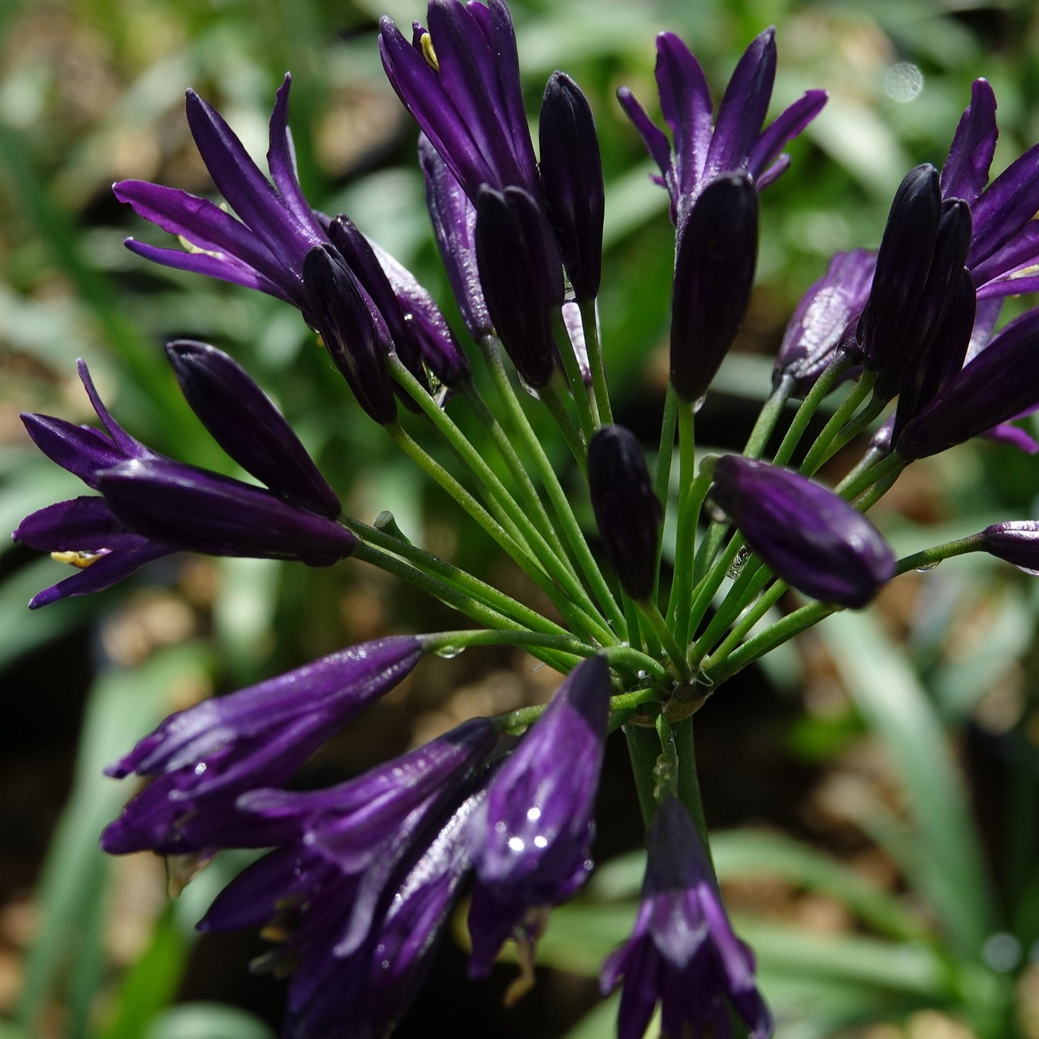 Agapanthe PITCHOUNE ® Violet - Agapanthus x pitchoune ® violet 'mill04' - Plantes vivaces