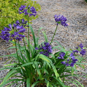 Agapanthe PITCHOUNE ® Violet - Agapanthus x pitchoune ® violet 'mill04' - Agapanthes