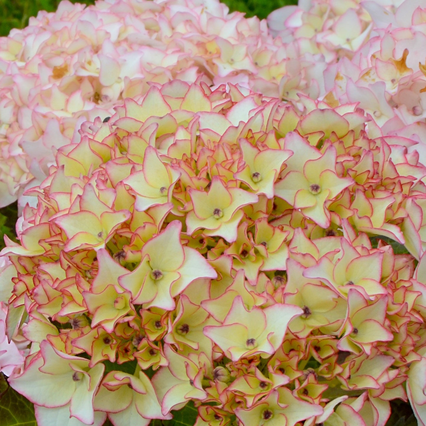 Hortensia Dolce ® France - Hydrangea macrophylla dolce ® france ‘dolfranc' - Plantes
