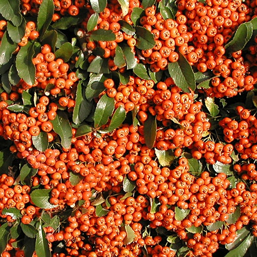 Buisson ardent Saphyr® Orange Cadange - Pyracantha - Pyracantha  saphyr ® orange'cadange' - Plantes