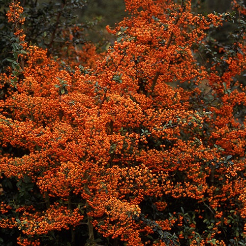 Buisson ardent Saphyr® Orange Cadange - Pyracantha - Pyracantha  saphyr ® orange'cadange' - Arbustes