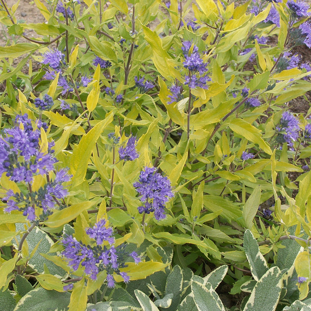 Caryopteris Worcester Gold - Caryopteris clandonensis  worcester gold - Plantes