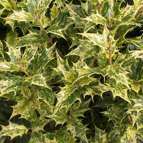 Osmanthe panaché Goshiki - Osmanthus heterophyllus goshiki - Arbustes