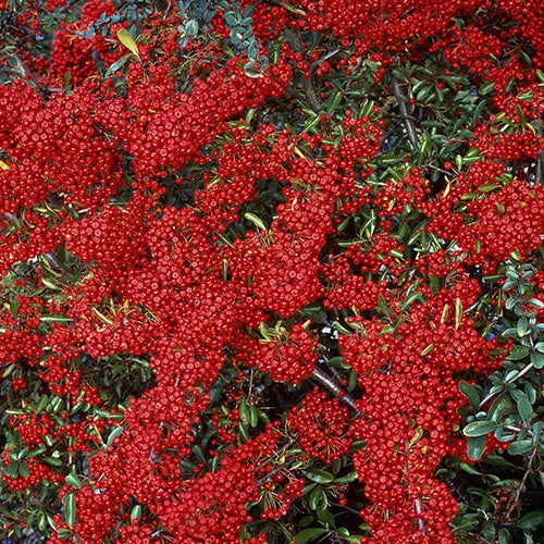 Buisson ardent Saphyr® Rouge Cadrou - Pyracantha - Pyracantha  saphyr ® rouge'cadrou' - Arbustes