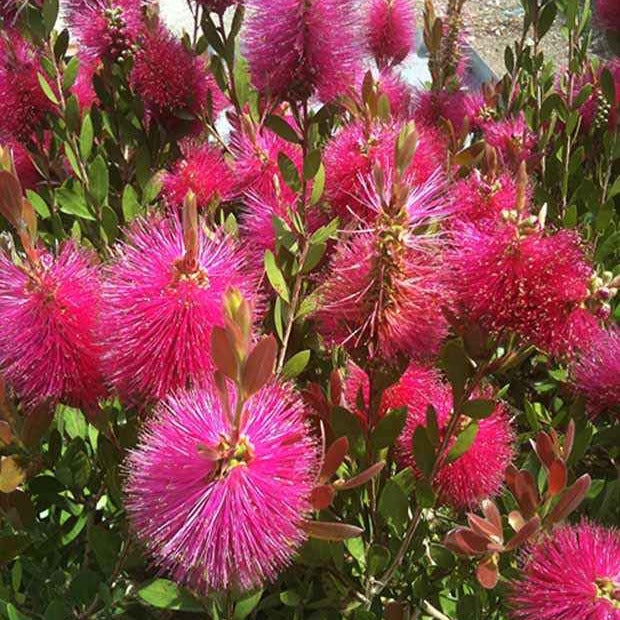 Callistemon Hot Pink - Rince-bouteille rose