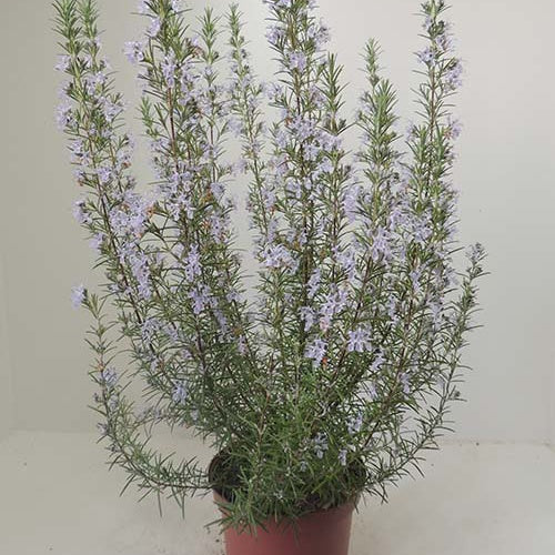 Romarin officinal Miss Jessopp's Upright - Willemse