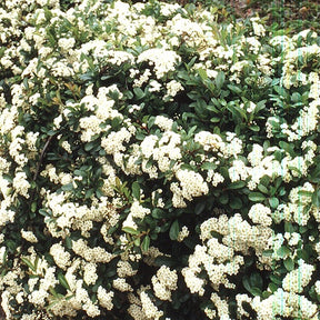 Pyracantha Alexander Pendula® Renolex Buisson ardent Alexander Pendul - Pyracantha  alexander pendula ® 'renolex' - Willemse