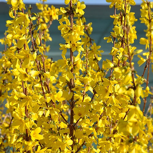 Forsythia Week End® Courtalyn - Willemse
