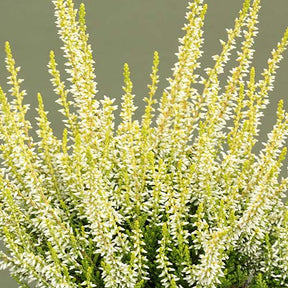 Bruyère d'été Sarah - Calluna vulgaris sarah - Willemse
