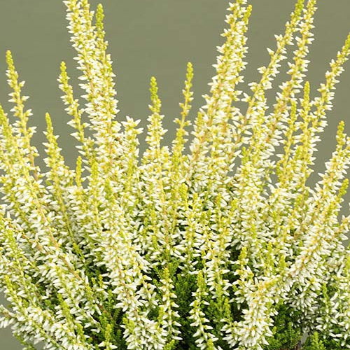 Bruyère d'été Sarah - Calluna vulgaris sarah - Willemse