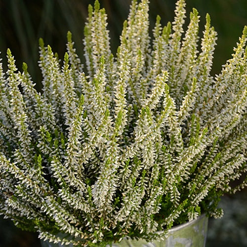 Calluna vulgaris sarah - Bruyère d'été Sarah - Bruyères