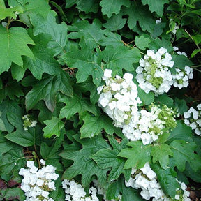 Hortensia à feuilles de chêne Burgundy - Willemse