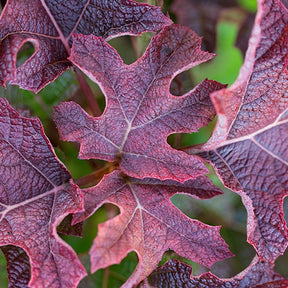 Hydrangea quercifolia jetstream - Hortensia à feuilles de chêne Jetstream - Hortensia à feuilles de chêne