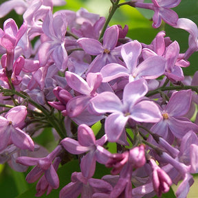 Lilas commun Princesse Sturdza - Willemse