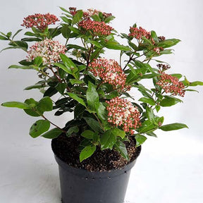 Viburnum tinus Gwenllian - Viorne tin Gwenllian - Viornes