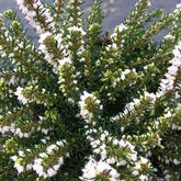 Bruyère d'hiver White Perfection - Erica darleyensis white perfection - Plantes