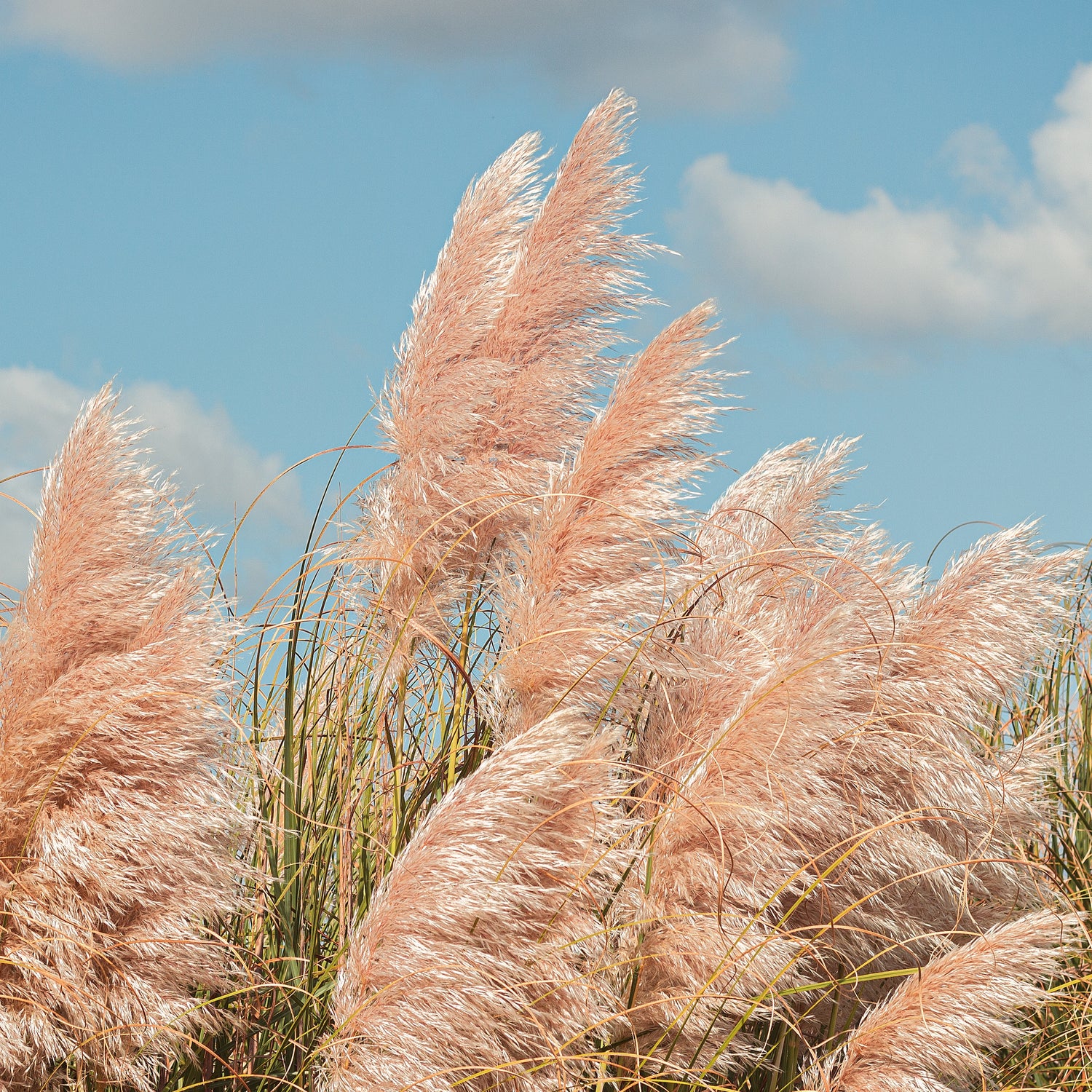 Herbe de la pampa rose Cortaderia selloana rendatleri — free download