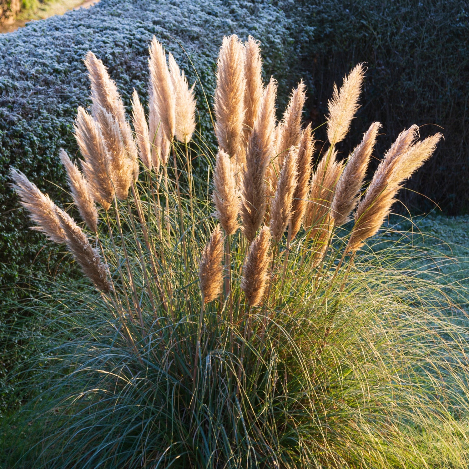 Herbe de la pampa rose Cortaderia selloana rendatleri — free download