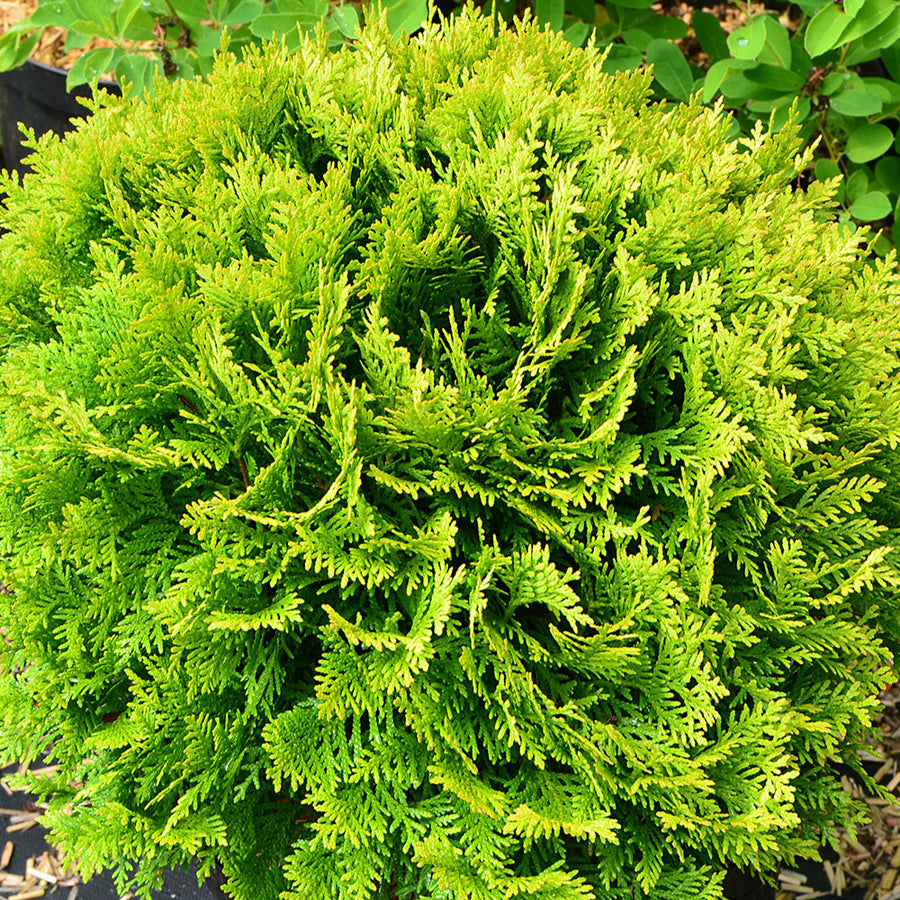 Thuya - Thuja pour haie dense et persistante | Willemse