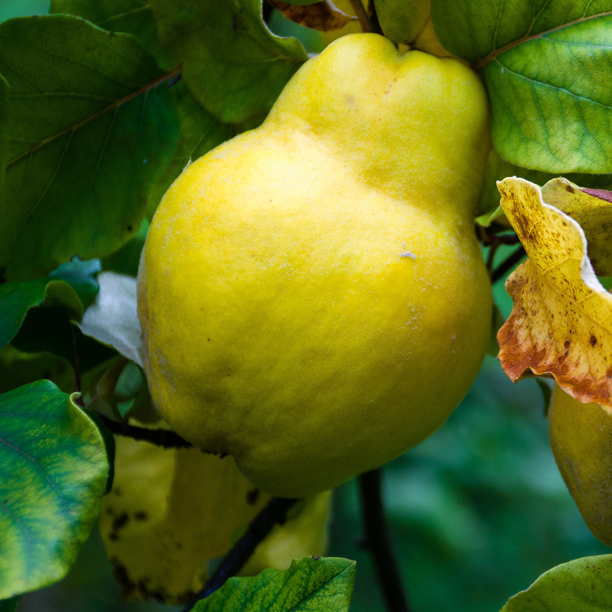 Cognassier - Cydonia oblonga - Fruitiers Arbres et arbustes