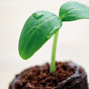  - Pastilles en coco déshydraté - Serres mini-serres et accessoires semis